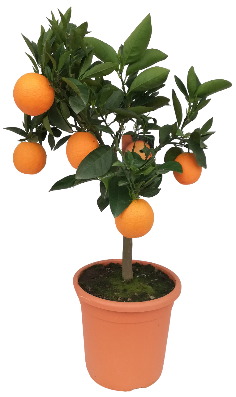 Citrus_Orange_T22_101275_01.jpg